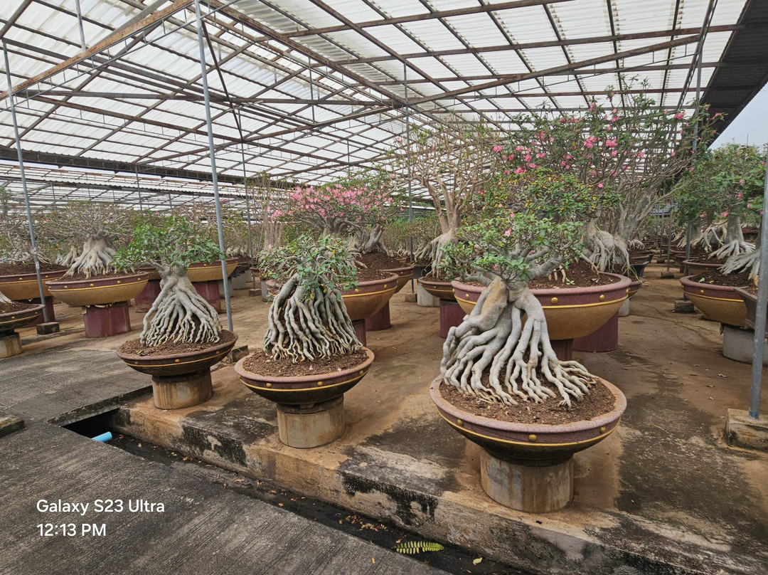 Nongnooch Garden Pattaya