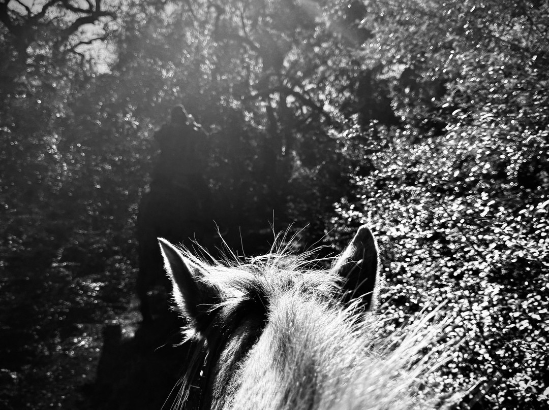 Blisswood Bed And Breakfast Ranch主图