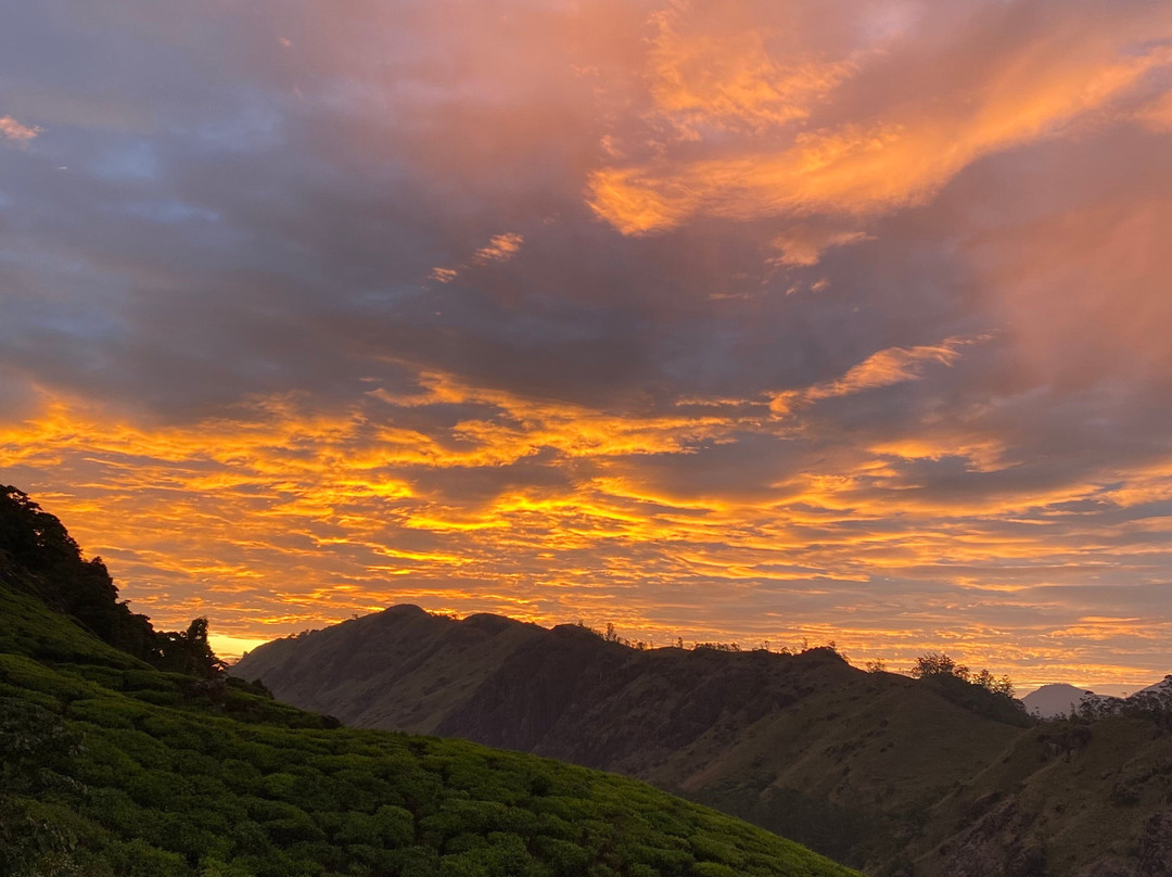 Munnar tea Green trekking adventure景点图片