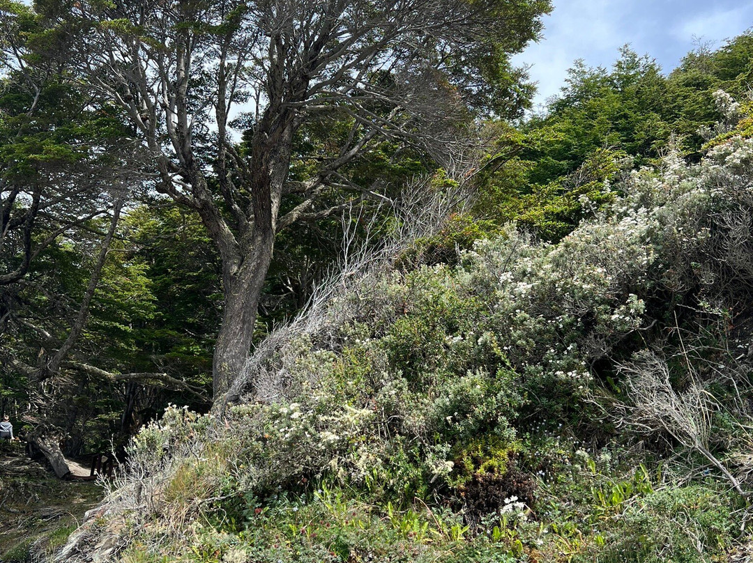 Bahía Ensenada Zaratiegui景点图片