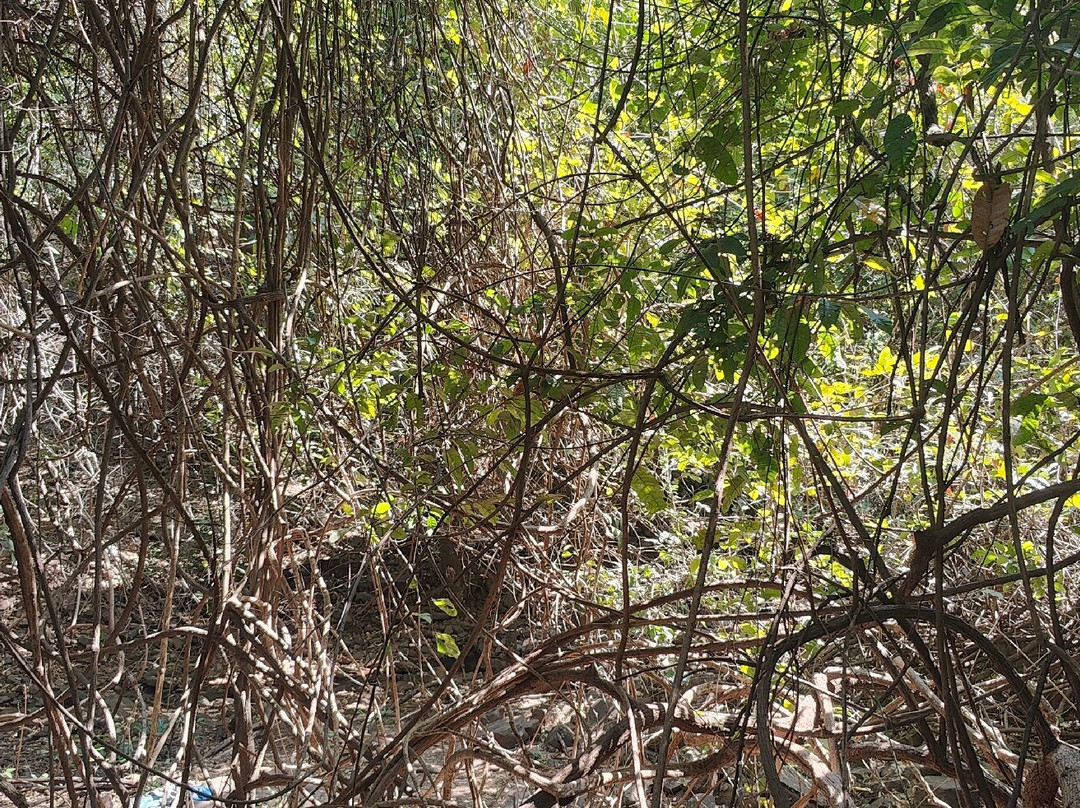 Reserve Naturelle Communautaire de Dindefelo-Kedougou必去景点