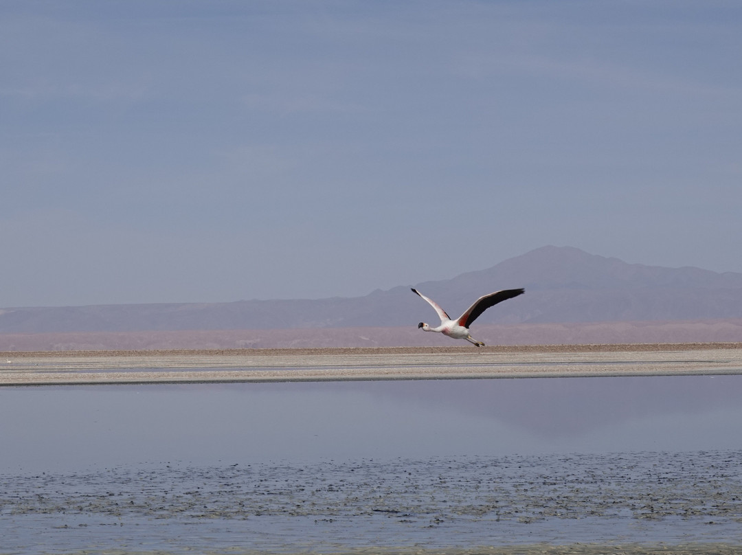 Salar de Atacama-安托法加斯塔必去景点