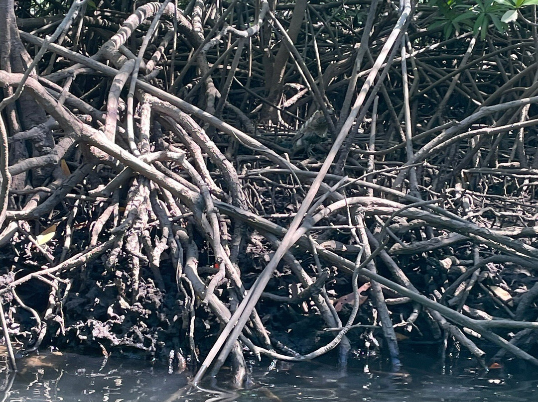 Las Baulas National Marine Park-大滩必去景点