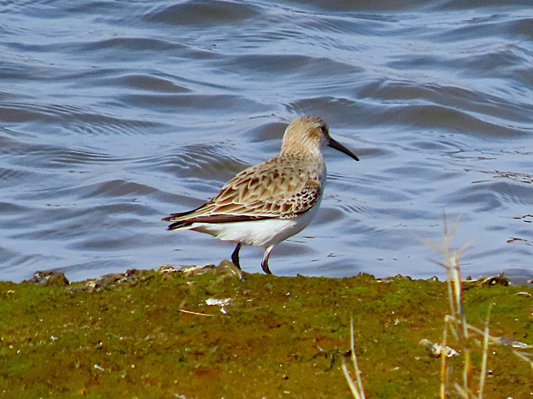 Lymington & Keyhaven Marshes景点图片