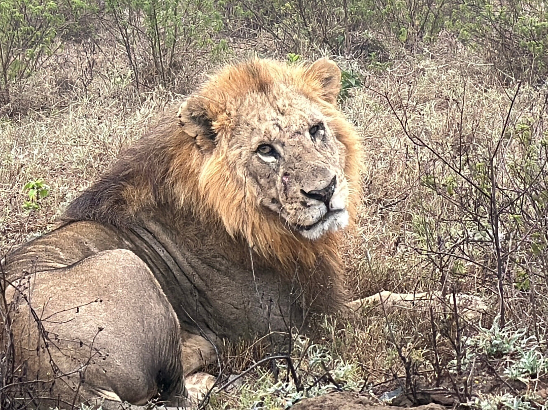 Safari Talk Tours Ltd-蒙巴萨必去景点