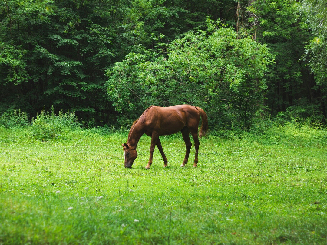 Hacienda Siesta Alegre主图