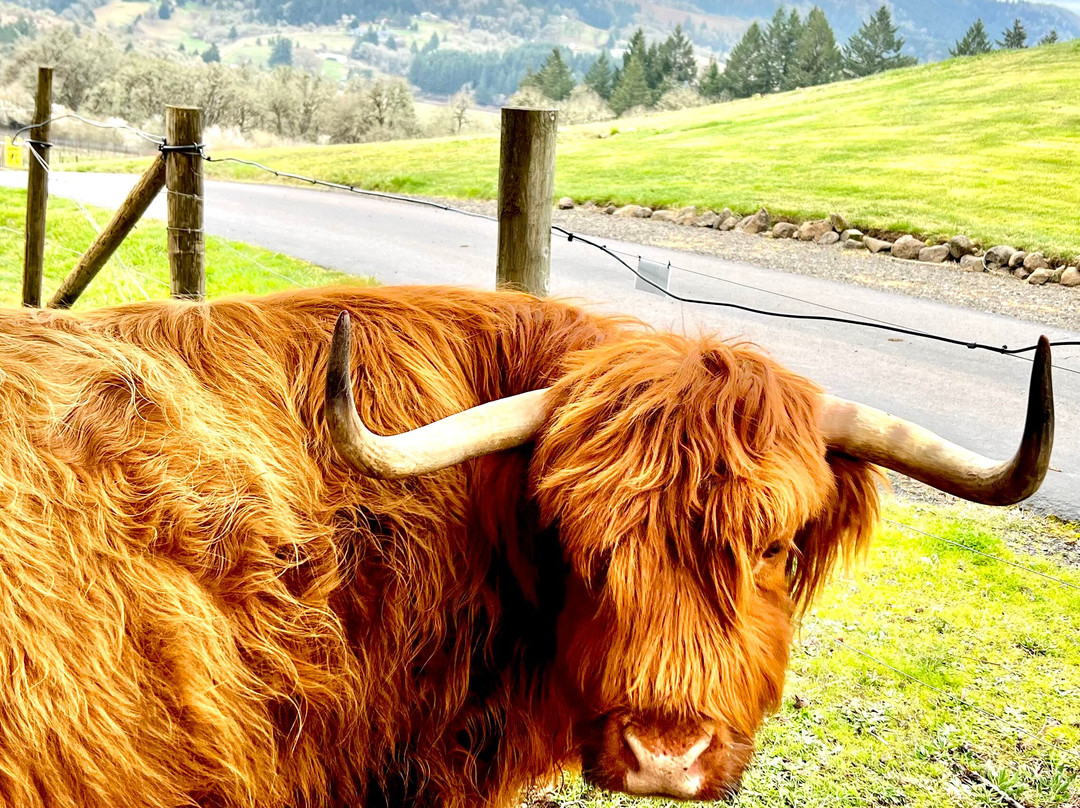 Youngberg Hill主图