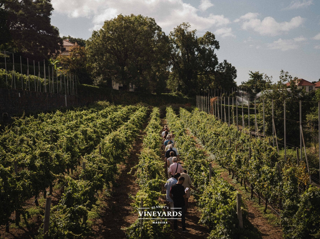 Blandy's Vineyards-沙尔必去景点