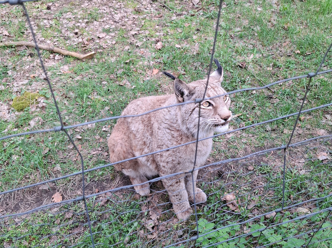 Wildpark Johannismühle-Baruth必去景点