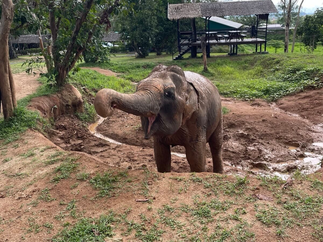 Green Elephant Sanctuary Park景点图片
