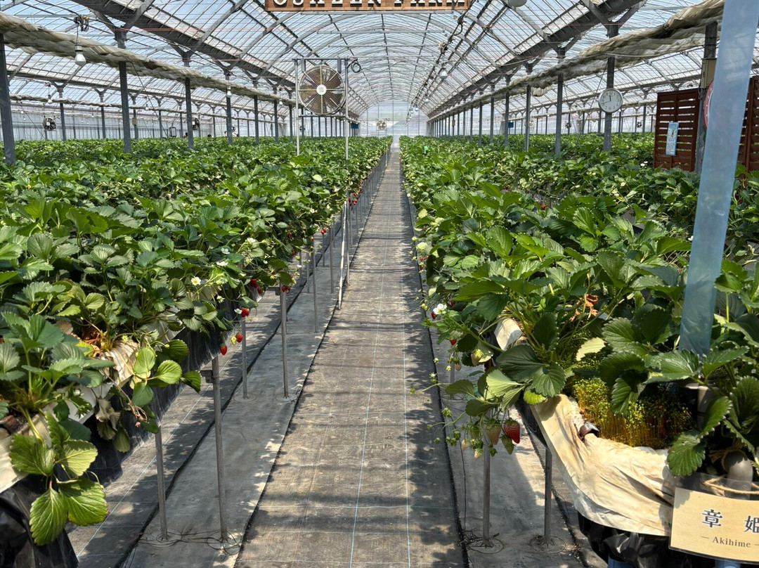 Osazen Strawberry Farm-八幡市必去景点