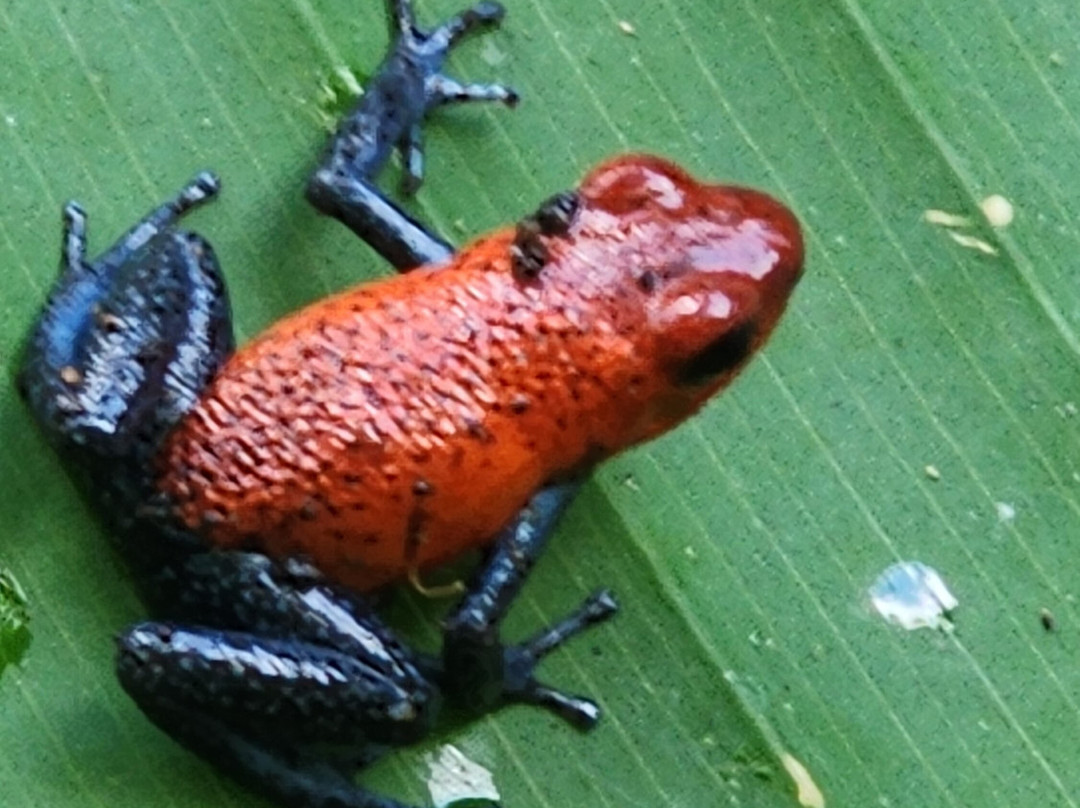 Prime Tours Costa Rica-利比里亚必去景点