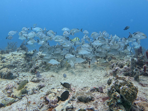 The Dive Machine-普拉亚德尔卡曼必去景点
