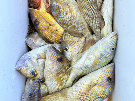 Paulie's Fishing Charters & Adventures-Spanish Wells必去景点