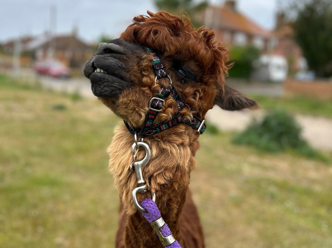 Alpaca Trekking-Wells-next-the-Sea必去景点
