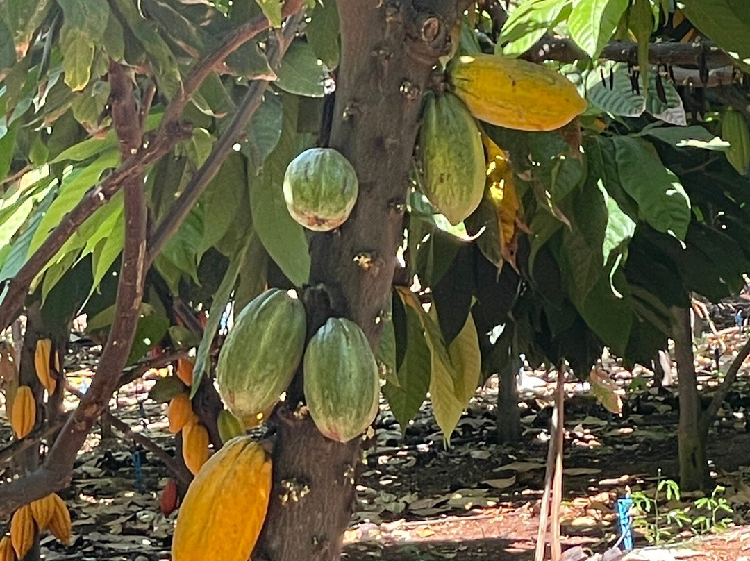 Maui Ku'ia Estate Chocolate