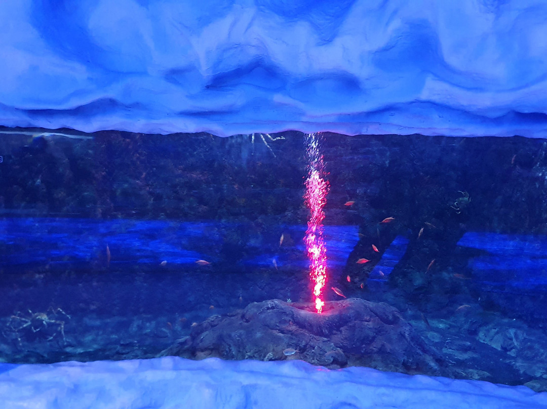 The National Aquarium Abu Dhabi景点图片
