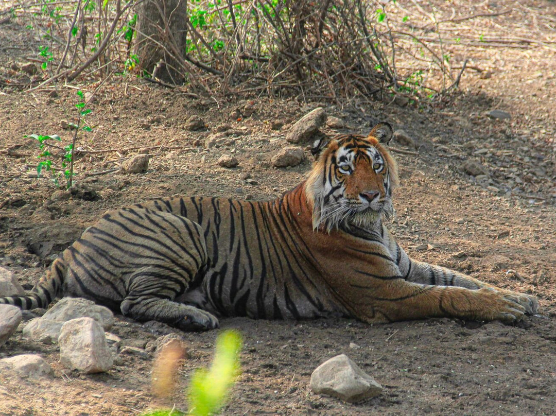 Jungle Safari Tours-Sariska必去景点