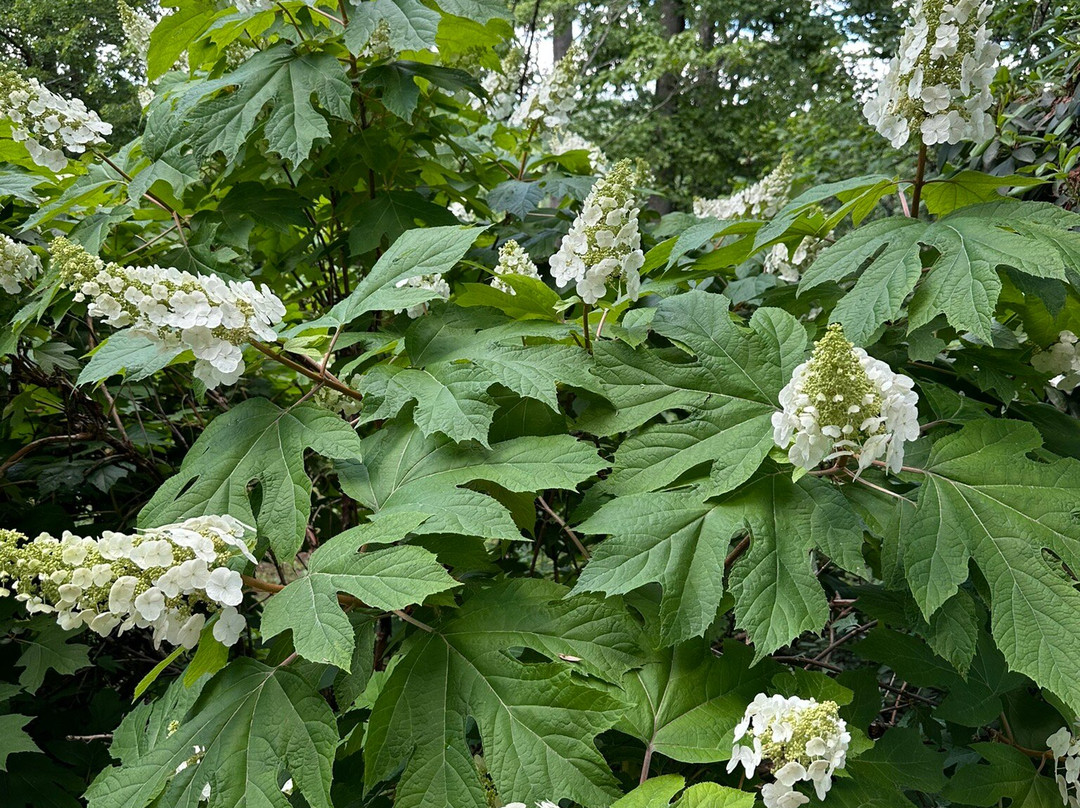 Hamilton Rhododendron Gardens-Hiawassee必去景点