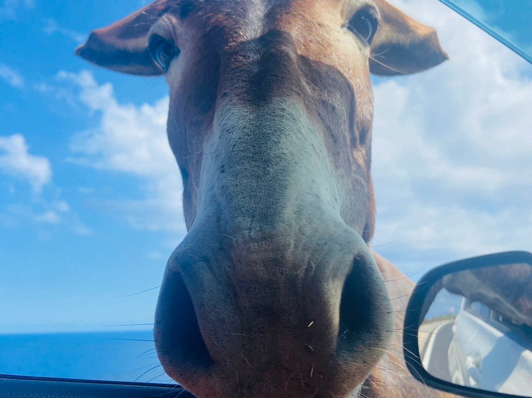 Dipkarpaz Milli Parki - Karpaz National Park Wild Donkey Protection Area景点图片