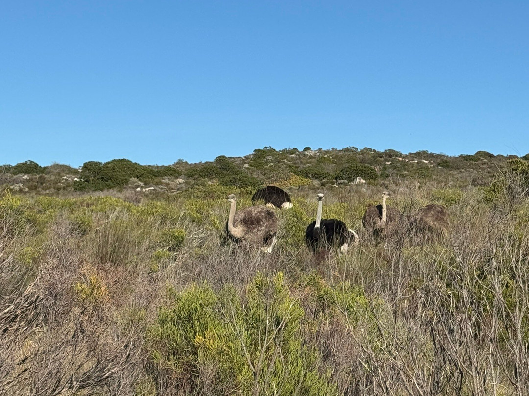 Dreamcoast Tours & Transfers-开普敦必去景点