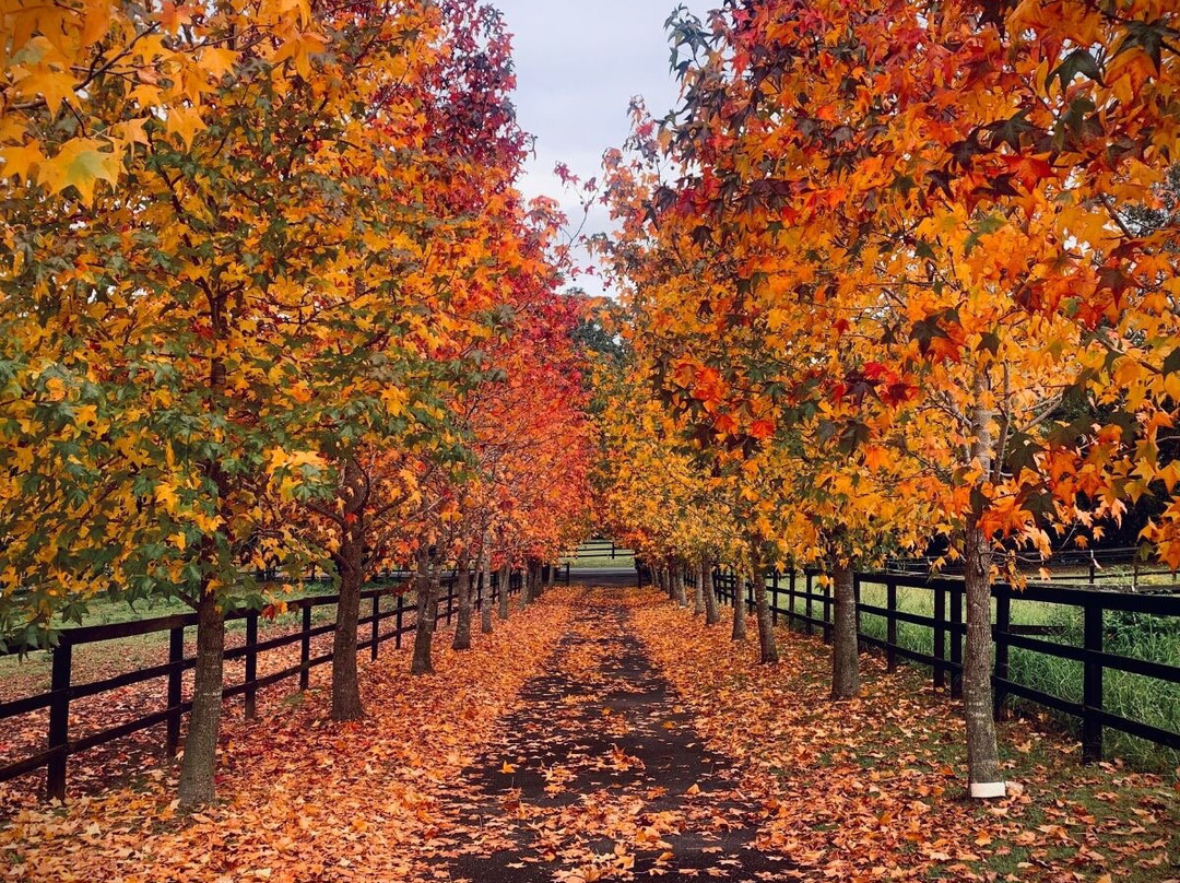 Yarramalong Valley Horse Farmstay & Tours