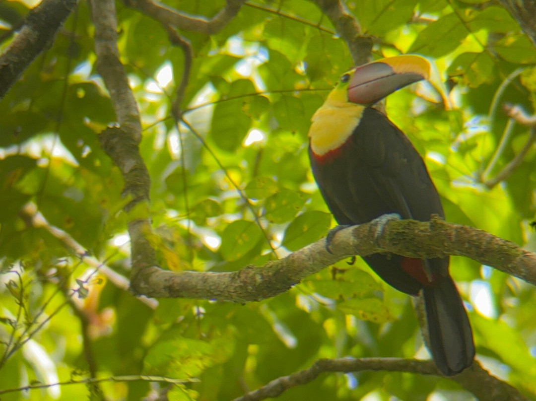 Rancho Raices De Puerto Jimenez-希门尼斯港必去景点