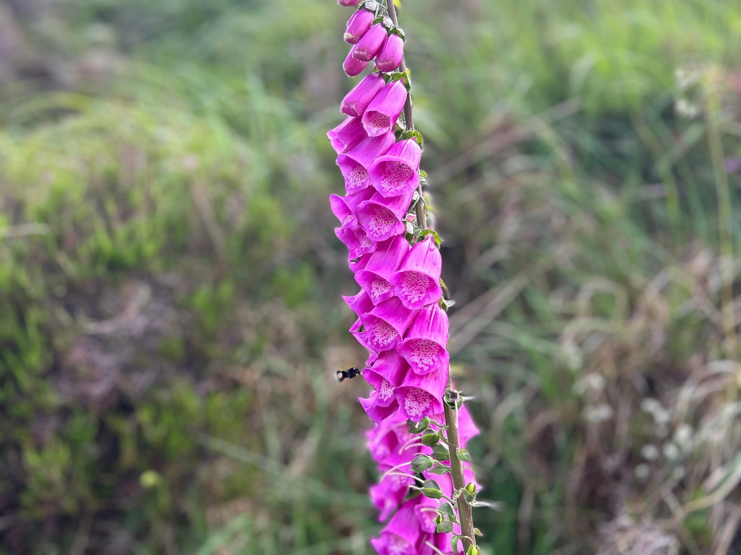 Joyce's Ireland Hiking Tours-Roundwood必去景点