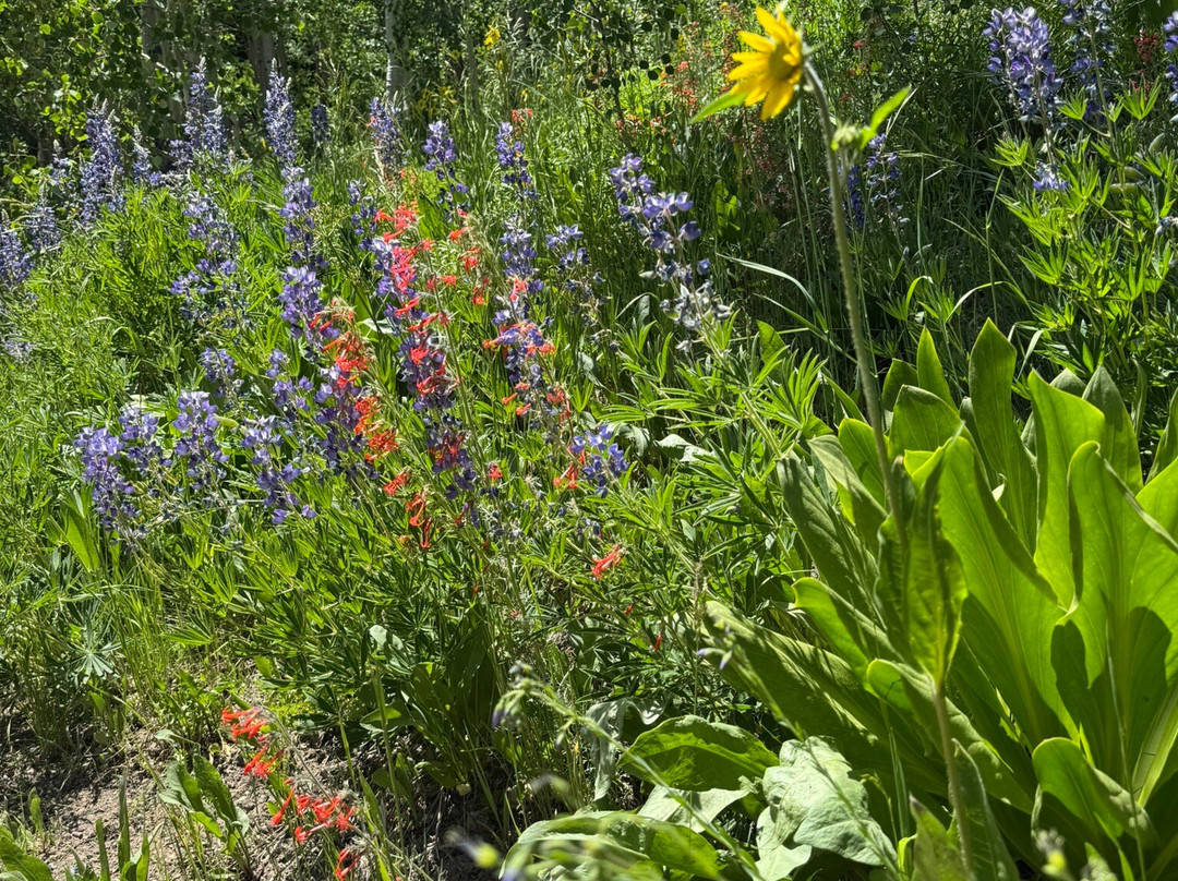 Brush Creek Trailhead