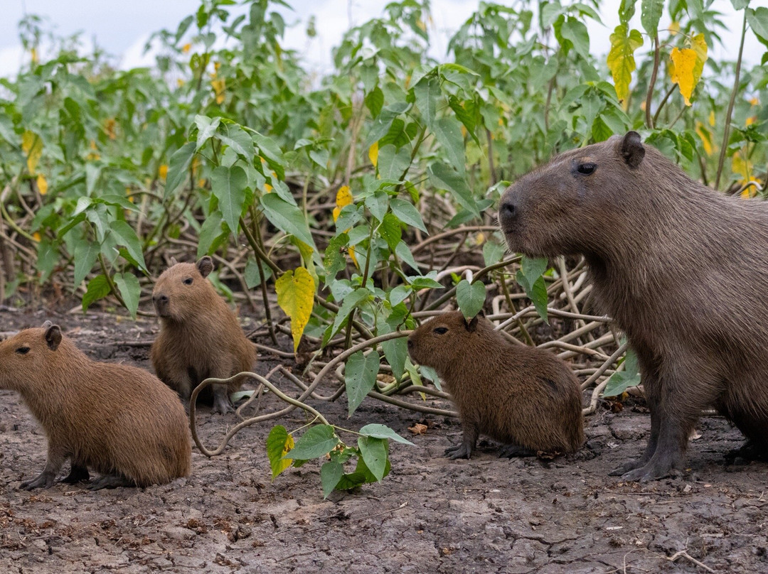Indigena Tours-Rurrenabaque必去景点