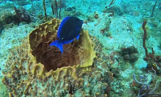 Serial Divers-居斯塔维亚必去景点