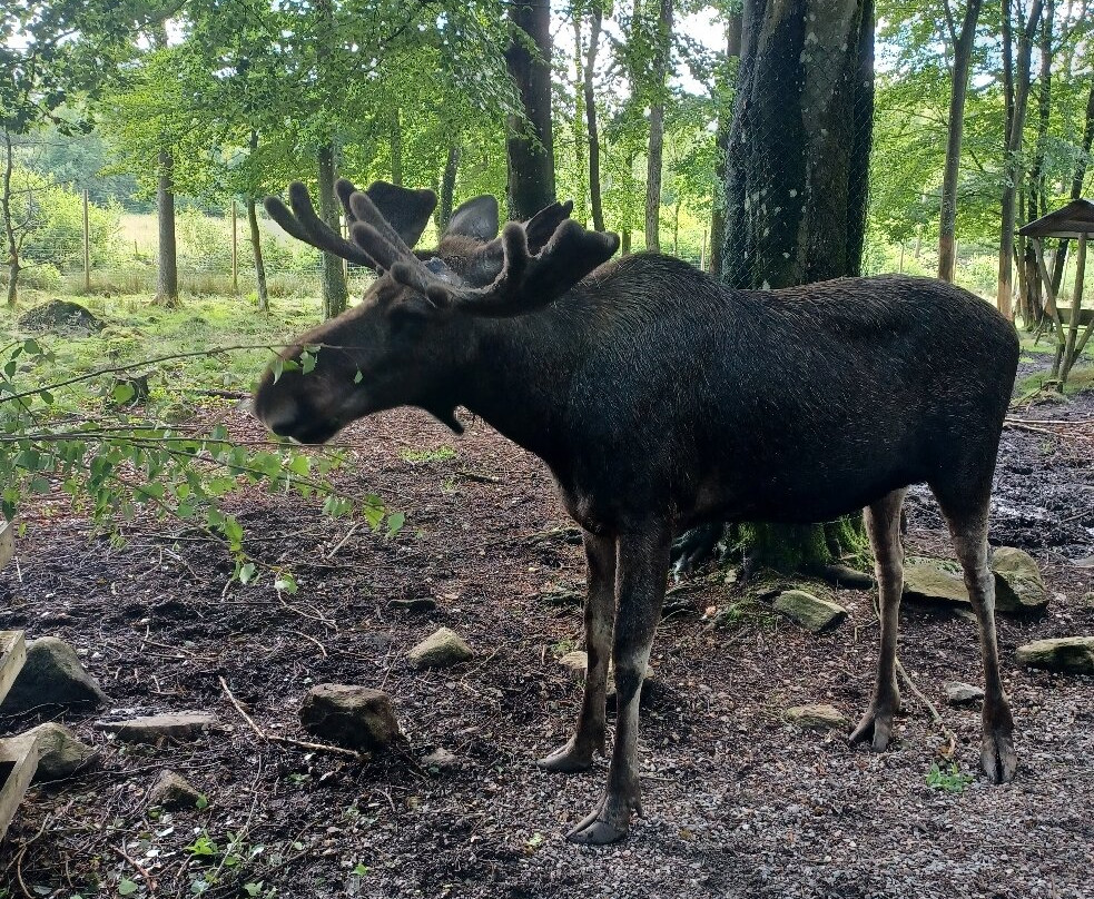 Soderasens Algpark (moosepark)-Kagerod必去景点