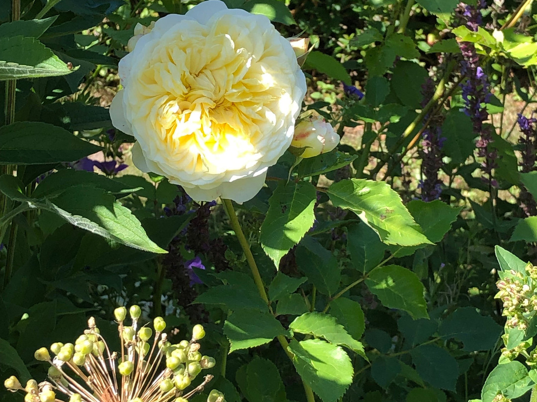 Den Engelska Tradgarden (The English Garden)-Kivik必去景点