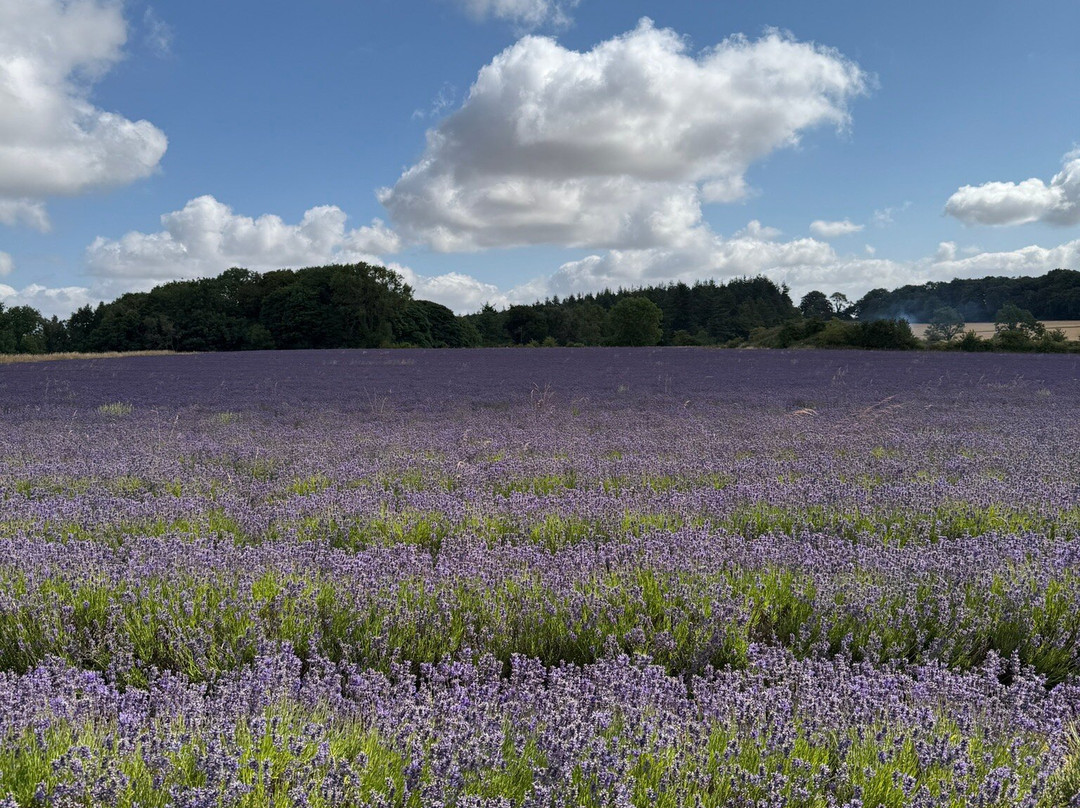 科茨沃尔德薰衣草-百老汇必去景点