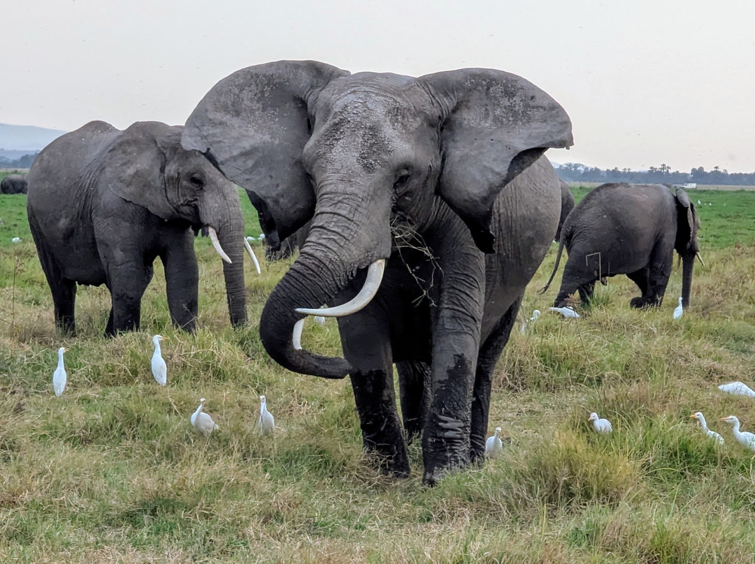 Africa Vision Safaris Tours and Travel-内罗毕必去景点