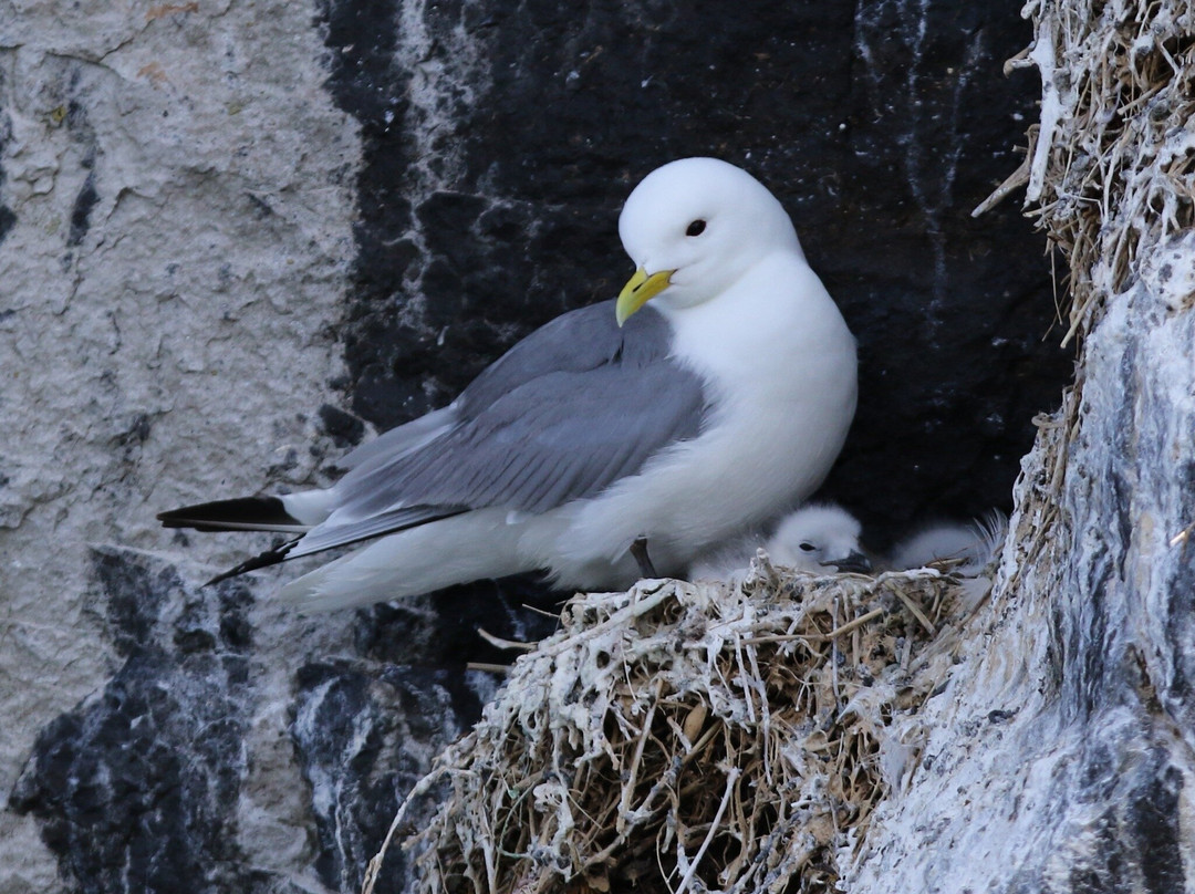 Scottish Seabird Centre-北柏威克必去景点