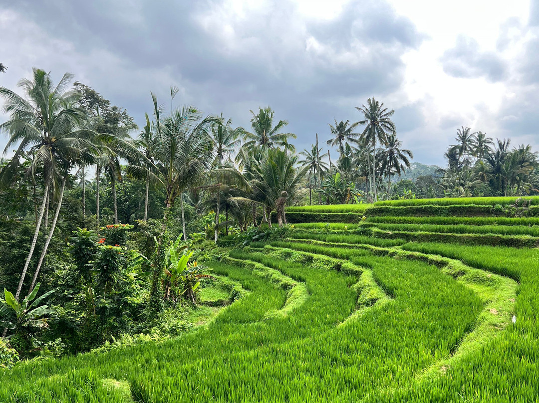Authentic Walking Tours-乌布必去景点