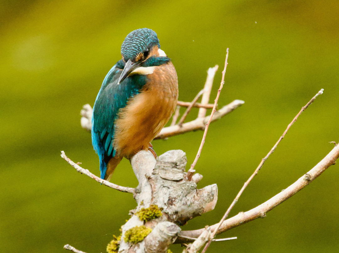 Trossachs Osprey Hide-卡兰德必去景点