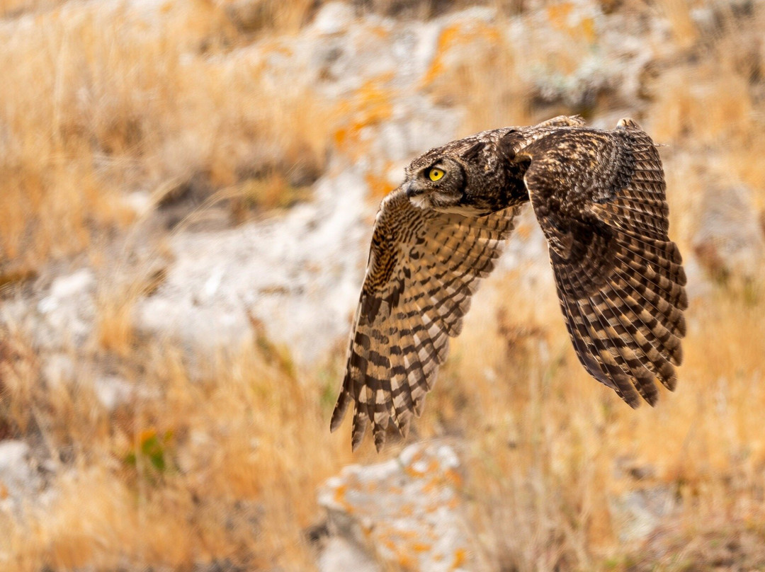Point Reyes Safaris-Point Reyes Station必去景点