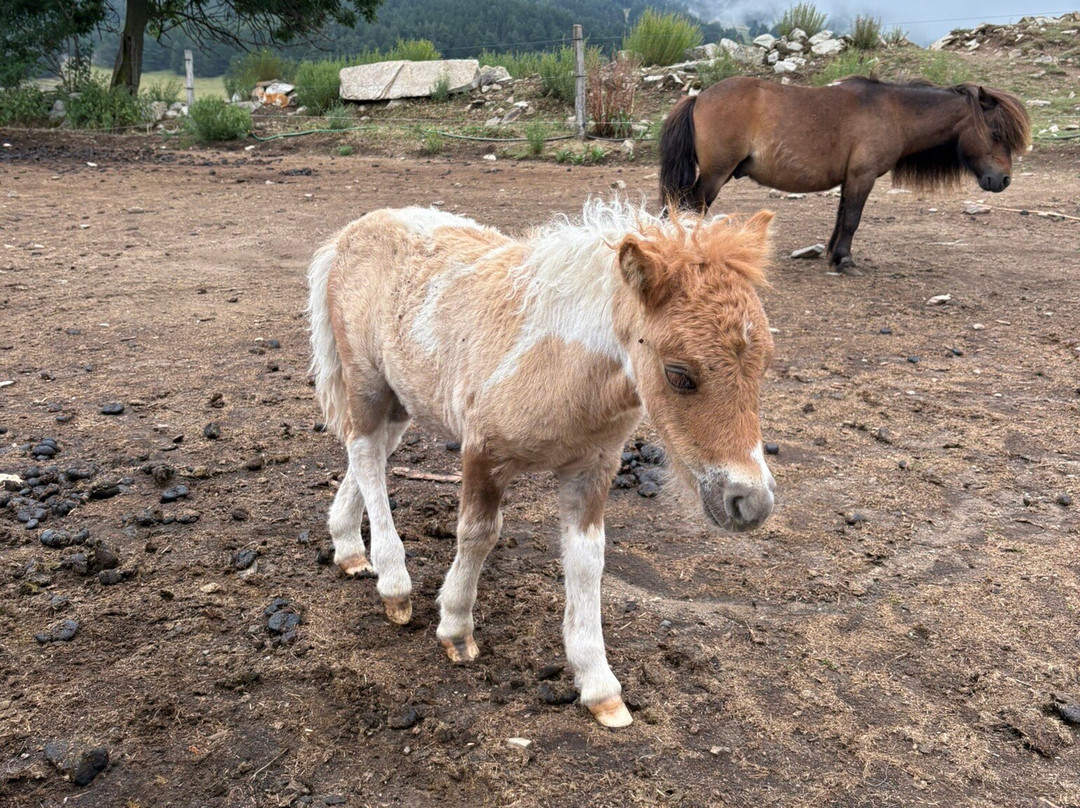 La Ferme du Rialet-La Llagonne必去景点