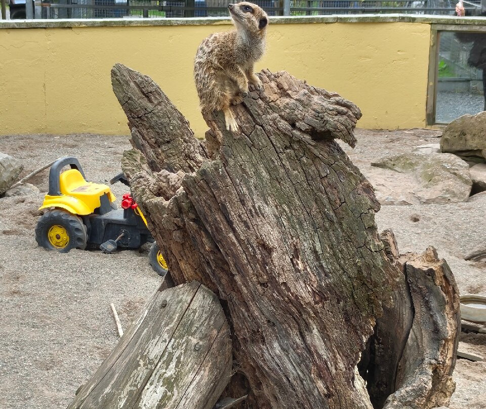 Bowland Wild Boar Park-普雷斯顿必去景点