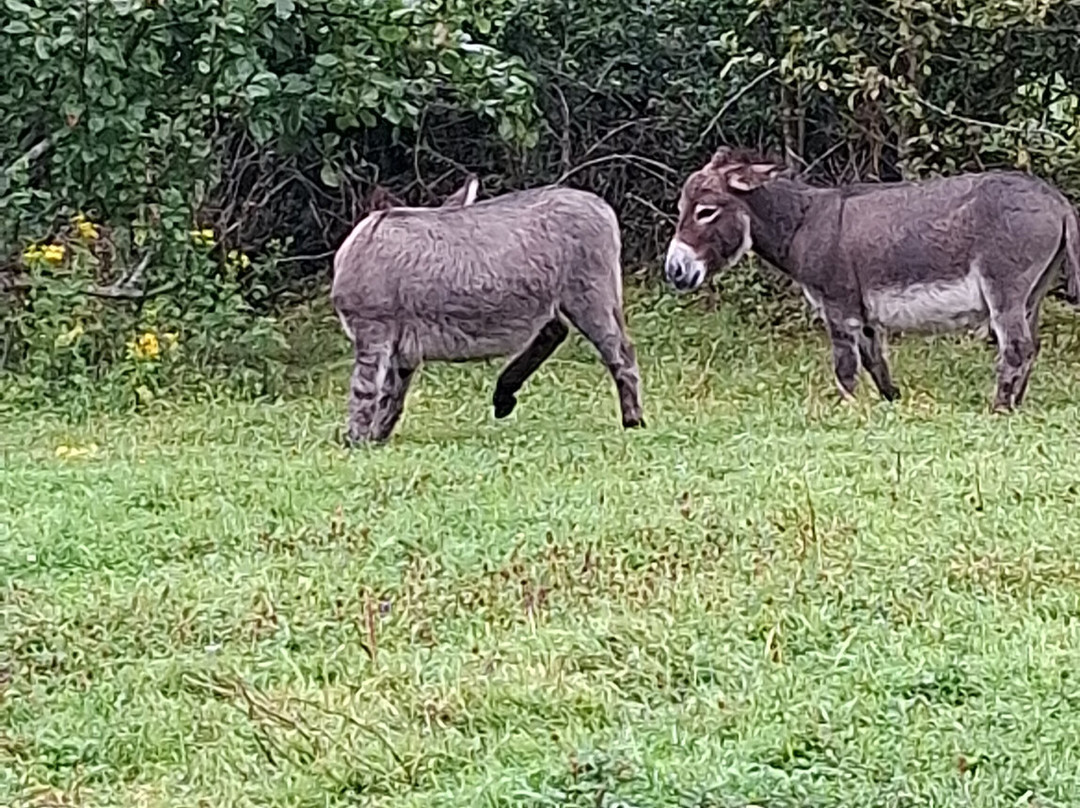 West Kerry Sheep Dog Demonstrations-凯里郡必去景点