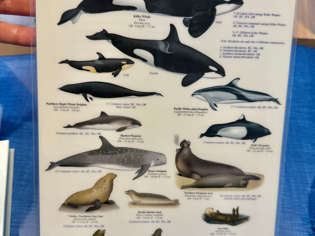 San Juan Cruises-贝灵厄姆必去景点