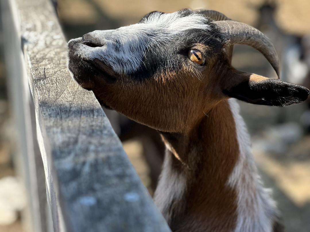 Westernpark Nemesvita-Balatonederics必去景点