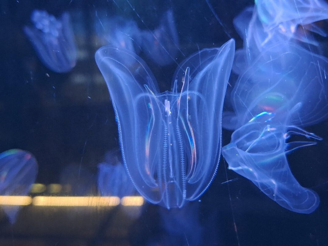 Magical World of Shells Museum-皮兰必去景点