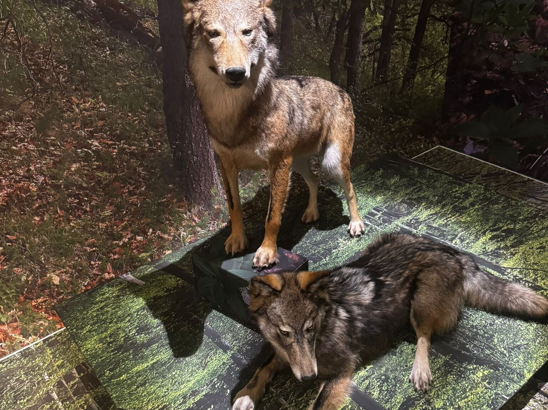 Valais Nature Museum-锡永必去景点