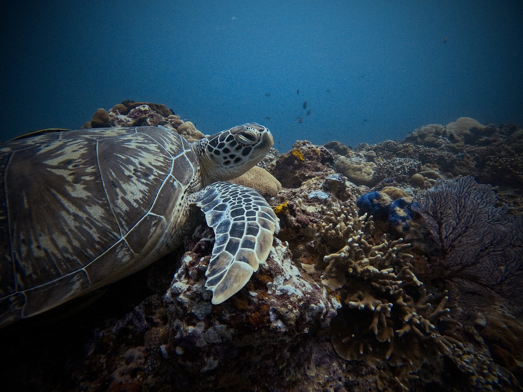 Next Level Scuba-Gili Air必去景点