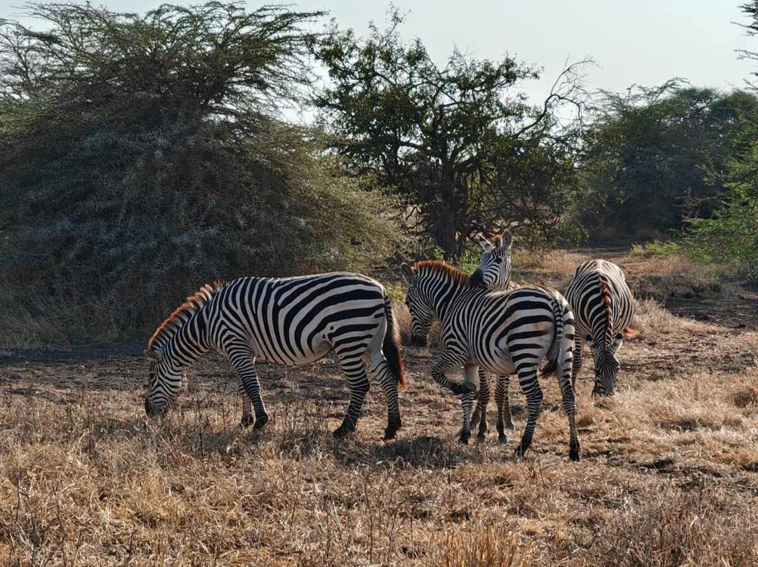 KingTomondo Safaris Kenya-蒙巴萨必去景点