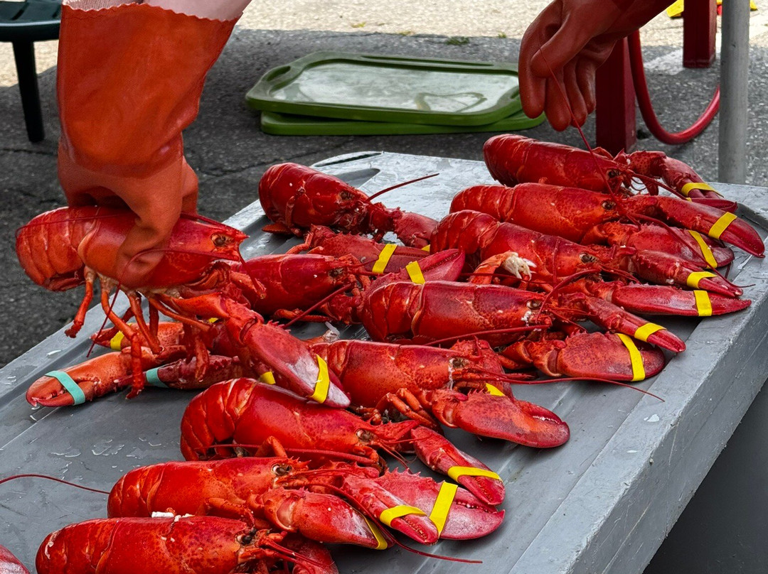 缅因州龙虾节-罗克兰必去景点