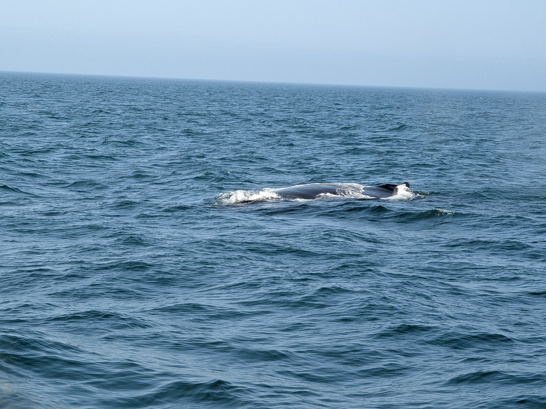 Adventure Bay Whale Watch Co.-Tiverton必去景点